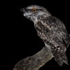 Lelkoun sovi - Podargus strigoides - Tawny Frogmouth 4874